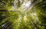 Gratis korte online cursus over biodiversiteit van IVN