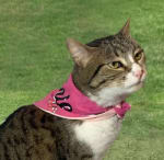 Pañoleta Minnie Mouse rosada para mascotas por $11.960