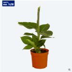 Bananier GARDENLINE à 3,49€