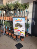 laatste olijfbomen voor €5,99 bij de Lidl in Zwanenburg