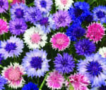 1100 seeds Cornflower tall Frosty Mixed+4" FREE REUSABLE PLANT LABEL - £0.99