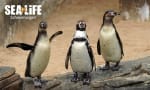 Tickets voor Sea Life Scheveningen voor €11,50