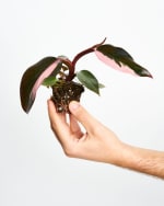 Cupón 5€ de DESCUENTO al comprar en miniplanta.com cupón