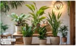 Assortiment de 5 plantes purificatrices d'air 25-40 cm livrées en Pot à 29,99€