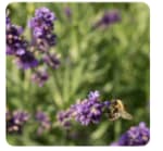 Gratis lavendelplant bij je bestelling bij Sprinklr