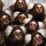 Gratis rondleiding bij Stichting AAP