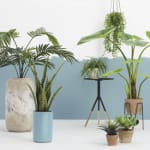 Gratis verzending van je bestelling bij Easyplants vanaf €25