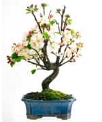 Black 2022 Bonsái Malus sp.7 años Manzano a tan solo 26,45€