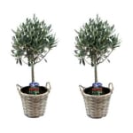 Pack de 2 oliviers sur tige - hauteur livrée : 45/55 cm à 34,90€
