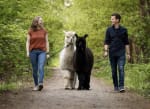Beleef de leukste uitjes met alpaca’s en struisvogels bij Beleefboerderij Heierhof in Eindhoven