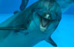 Entreeticket Dolfinarium voor €16,95 via Tripper