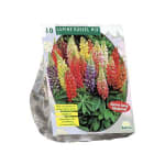 Tuinplanten vanaf slechts €1,95 bij Plantenwinkel