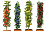 Lot de 4 arbres fruitiers résistant au froid à 39,95