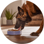Gratis 1 maand Tails voer op maat met de link/kortingscode