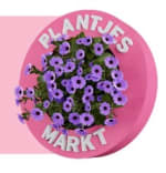 Plantjesmarkt bij Gamma 11 t/m 13 april
