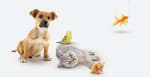 10% de descuento en Zooplus