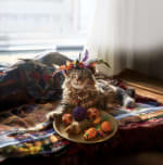 Arena de gato gratuita para nuevas altas en la Tribu Gatuna de Kiwoko