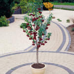 Mini-Cerisier Spur Van Prunus à 8,22€