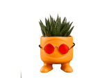 Vetplant in summer look voor €2,99 bij Lidl