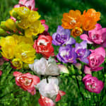 25 Freesias à fleurs doubles en mélange à 2,79€