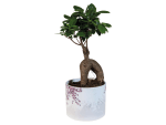Bonsai in pot voor €6,99 bij Lidl