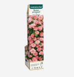 Rosier à repiquer à 2,49€