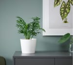 Plante naturelle Chamaedorea Elegans Palmier nain à 1,50€