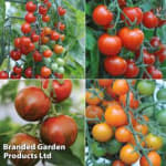 Nurseryman's Choice Tomatoes 5 Postiplug Plants - With code