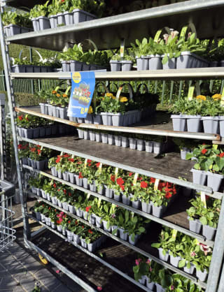 Plantjes markt bij de Lidl, plantjes vanaf 0,99 euro