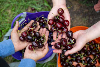 Bezoek fruittelers tijdens de De Fruitigste Hardfruitdagen 6 weekenden 29-8 t/m 4-10
