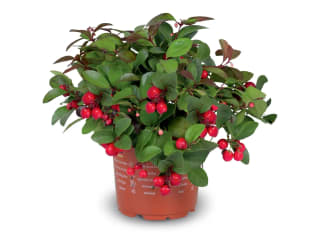 Bergthee (Gaultheria) ⌀13cm - ↕20cm voor €2,69 bij de Lidl