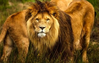 Entreeticket Safaripark Beekse Bergen voor €21,35 via Tripper