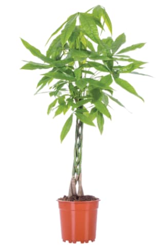 Pachira aquatica Ø 24 cm Hoogte: ca. 145 cm voor €28,99