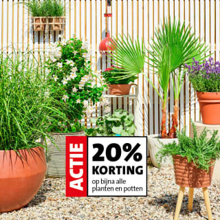 20% korting op planten en potten bij Intratuin