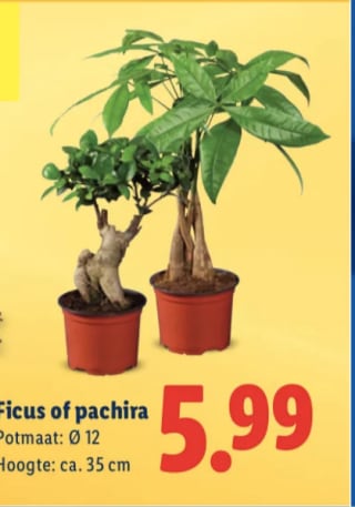 Ficus of pachira voor €5,99 bij de Lidl