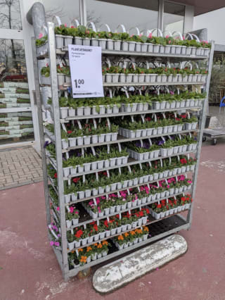 10 perkplantjes voor €1 tijdens de Plantjesmarkt bij de Gamma