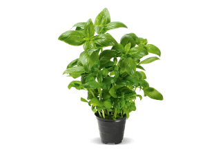 Herbes aromatiques BIO au prix de 1,29€