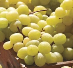 Raisins blanc (variété Italia) à 0,99€/kg chez Carrefour