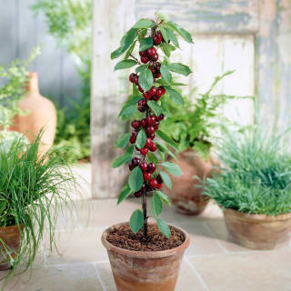 Mini-cerisier Prunus avium Sylvia au prix de 8,22€