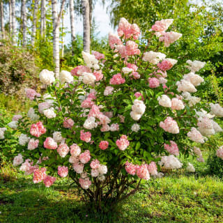 Pot d'Hortensia Paniculé Vanille Fraise Renhy à 18,99€