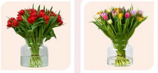 20% korting op alle dubbele tulpen bij besteding vanaf €29,95 bij Tulpenonline