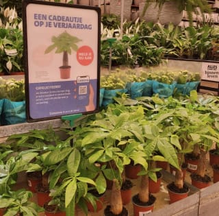 Mini-geldboom gratis voor jouw verjaardag bij Intratuin