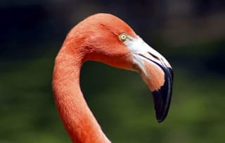 Entreeticket Vogelpark Avifauna + XXL speeltuin voor €17,50 via Tripper