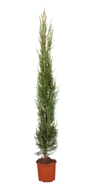 Italiaanse cipresboom Hoogte: Ca. 180 cm voor €12,49 bij de Ldil
