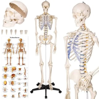 Squelette anatomie au prix de 132,90€