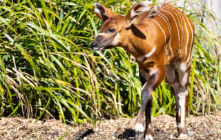 Diergaarde Blijdorp voor €21,50