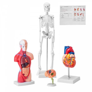 Ensemble de Modèles Anatomiques Humains VEVOR à 62,99€