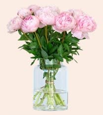 15% korting op alle pioenrozen bij Tulpenonline
