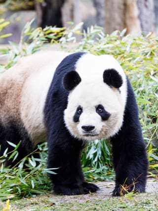 10€ descuento pro tiempo limitado en tu entrada Zoo Aquarium Madrid