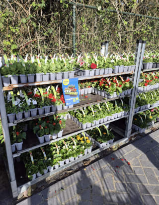 Plantjes markt bij de Lidl, plantjes vanaf 0,99 euro